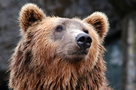 音によるクマ対策の効果について